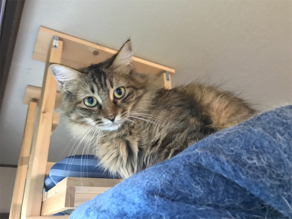 f:id:maskcat:20180530123808j:image