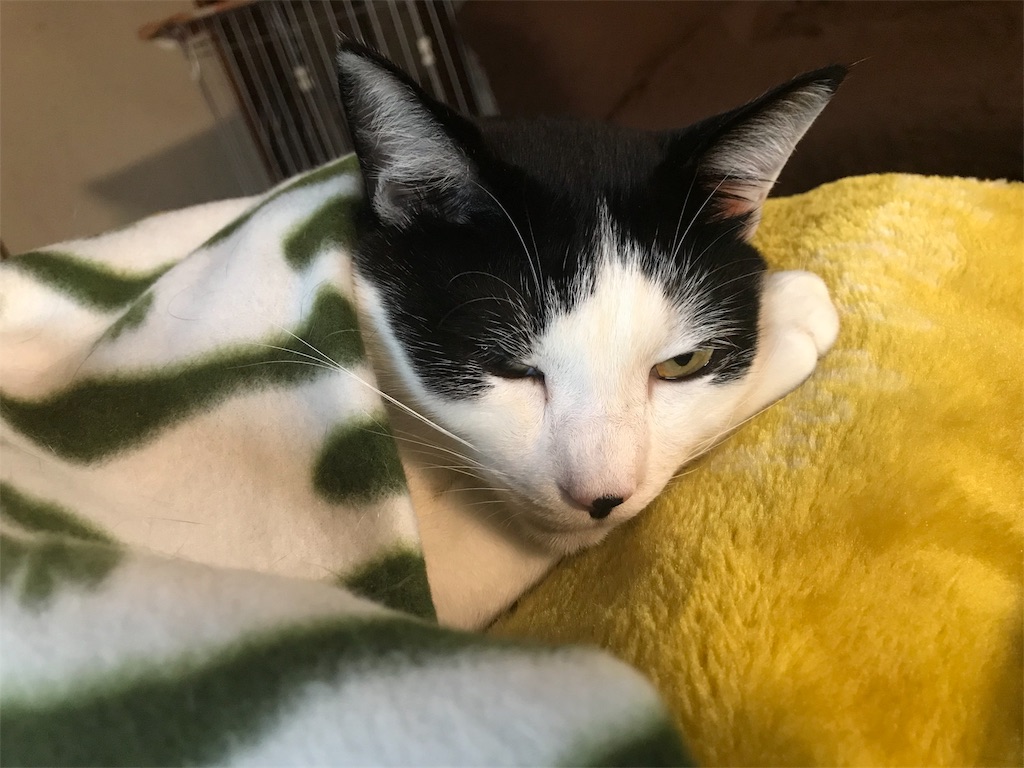 f:id:maskcat:20180530123812j:image