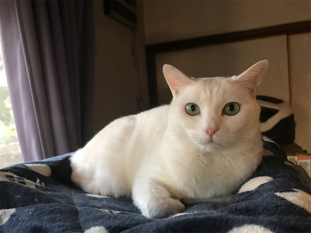 f:id:maskcat:20180530123820j:image