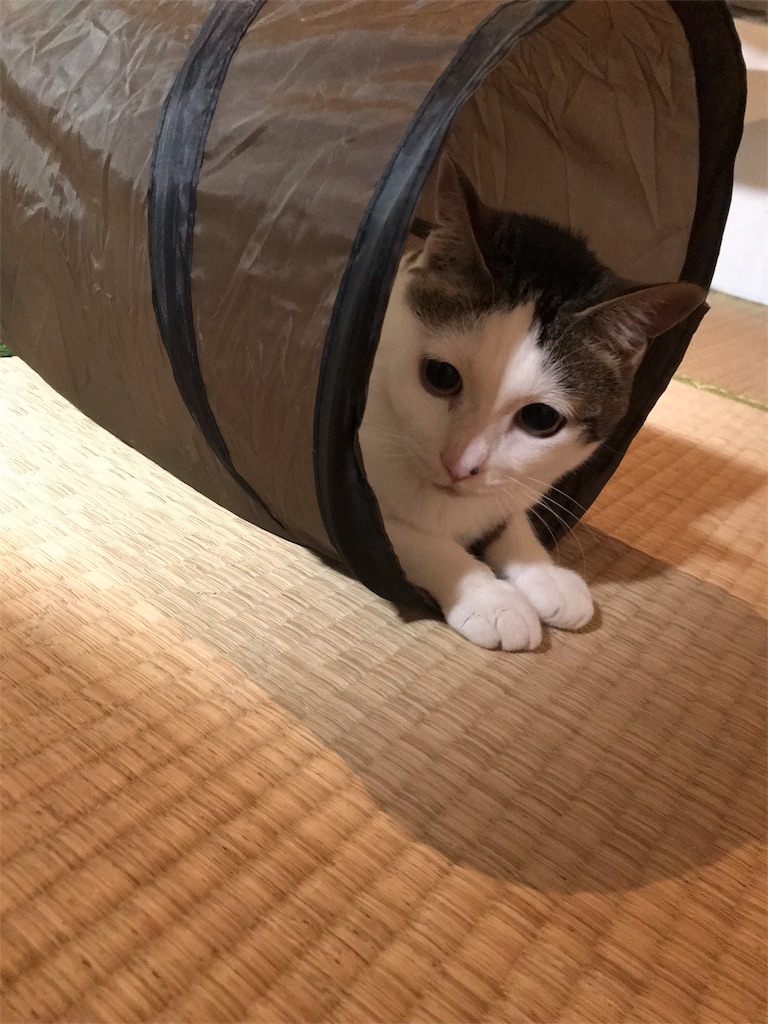 f:id:maskcat:20180819135258j:image