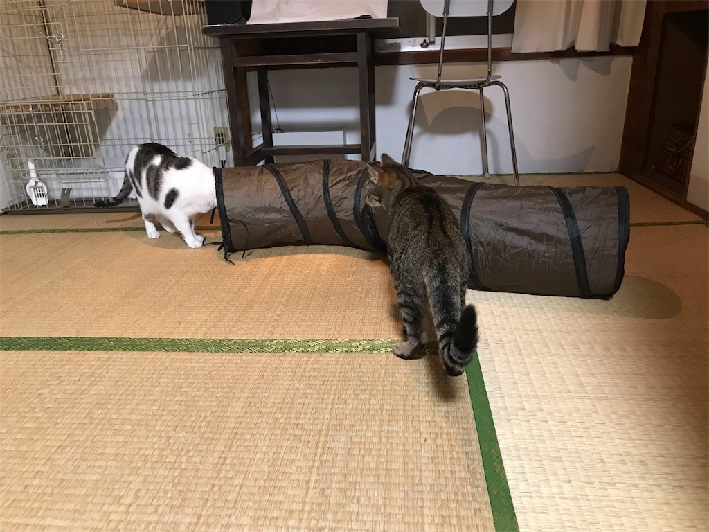 f:id:maskcat:20180819135302j:image