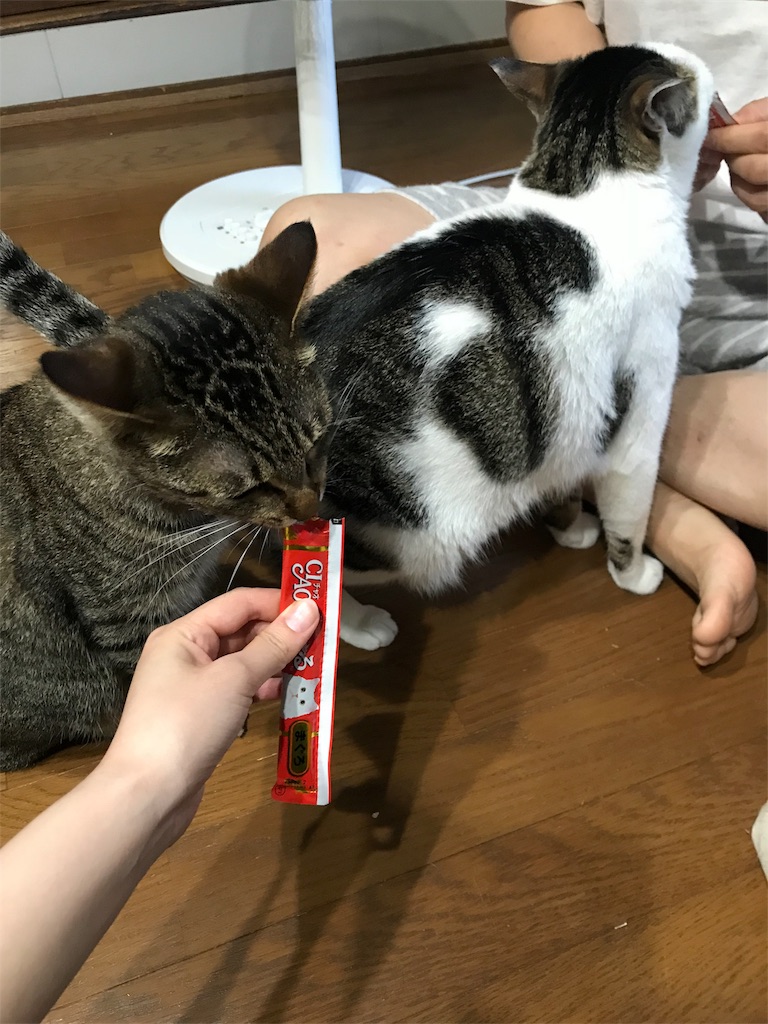f:id:maskcat:20180819203009j:image