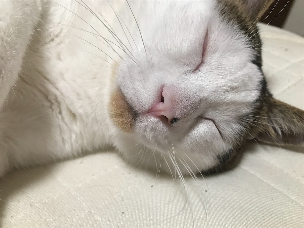 f:id:maskcat:20180819203337j:image