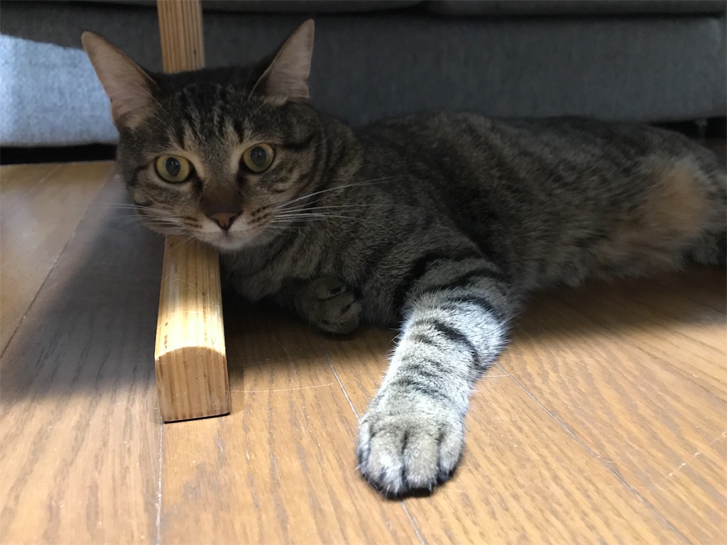 f:id:maskcat:20180819203340j:image