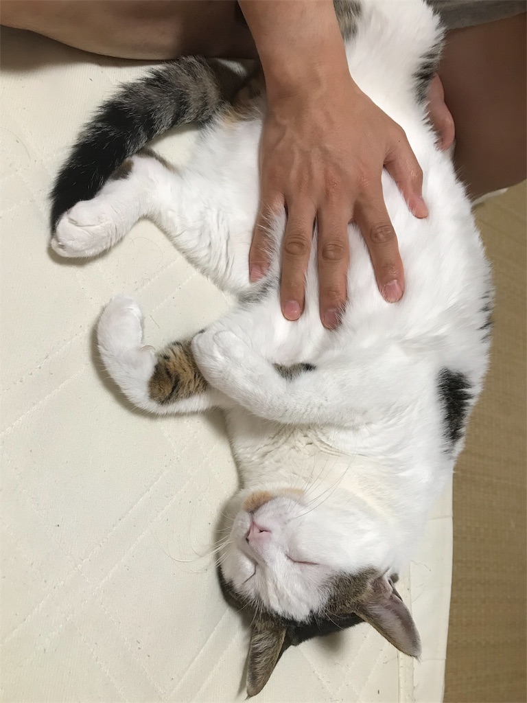 f:id:maskcat:20180819203344j:image