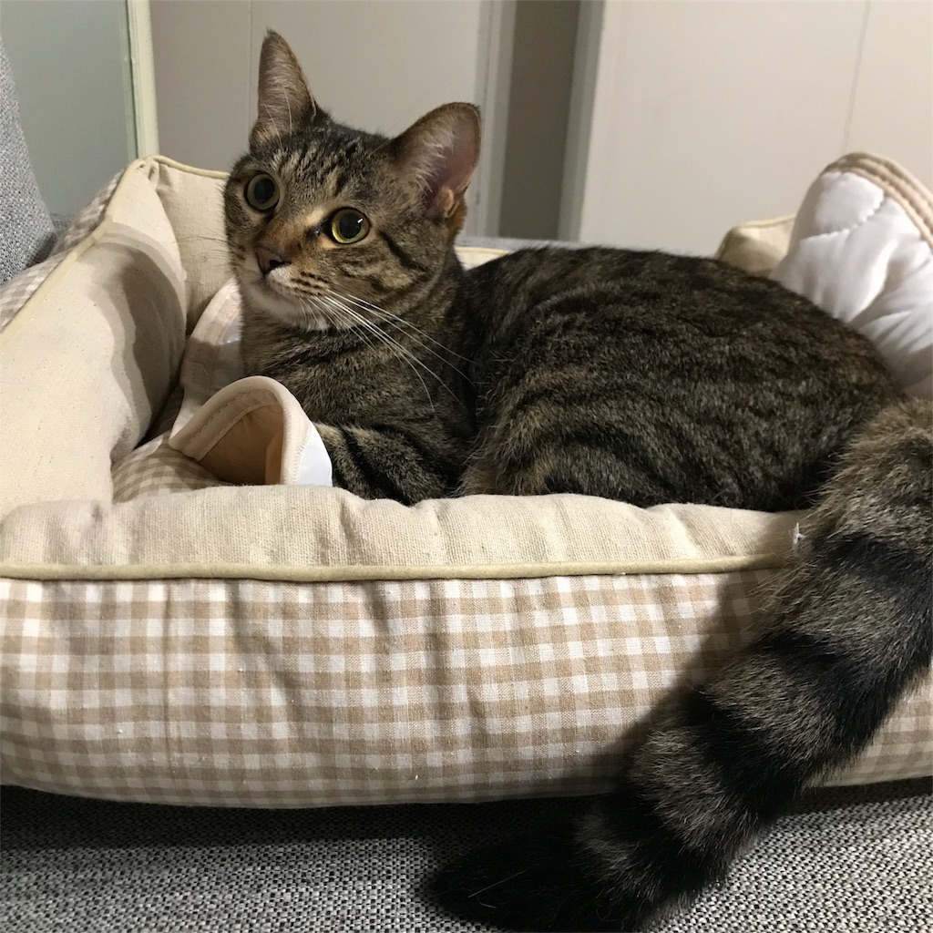 f:id:maskcat:20180819203348j:image