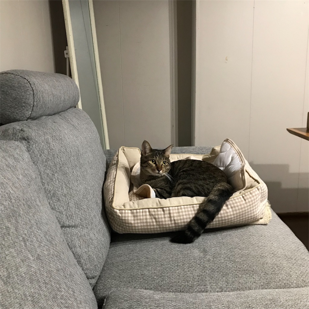 f:id:maskcat:20180819203359j:image