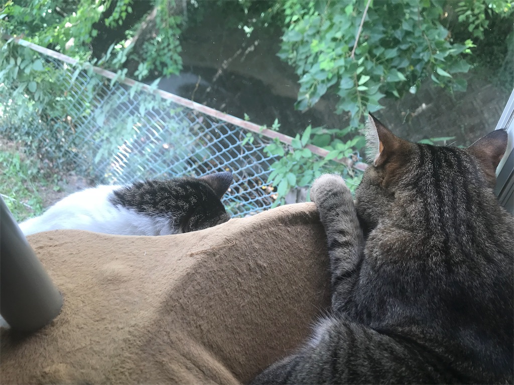 f:id:maskcat:20180819203403j:image