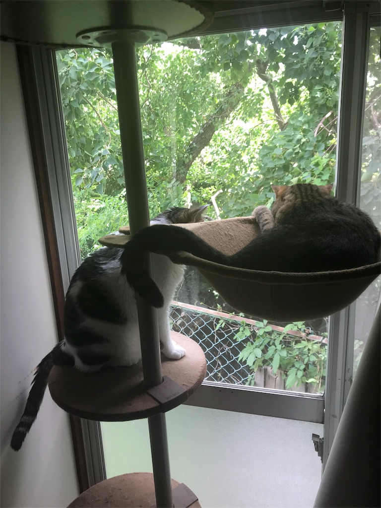 f:id:maskcat:20180819203451j:image