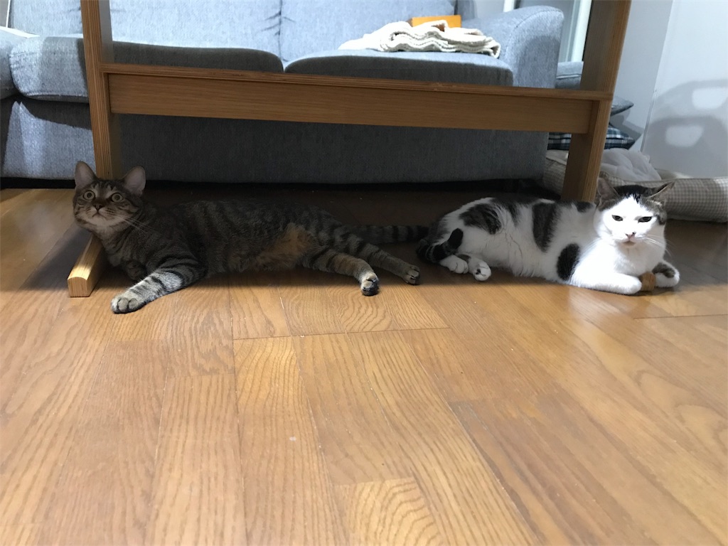f:id:maskcat:20180819203455j:image