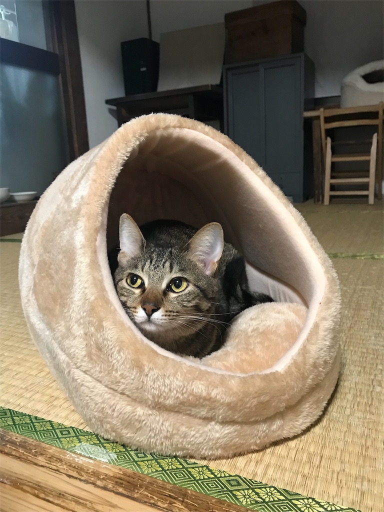 f:id:maskcat:20181228144311j:image