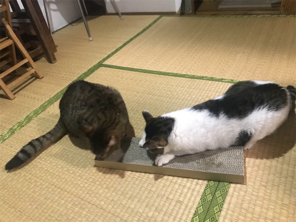 f:id:maskcat:20181228144315j:image