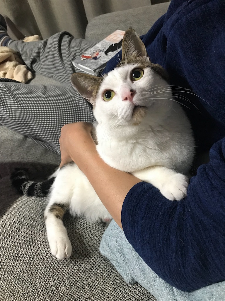 f:id:maskcat:20181228144336j:image