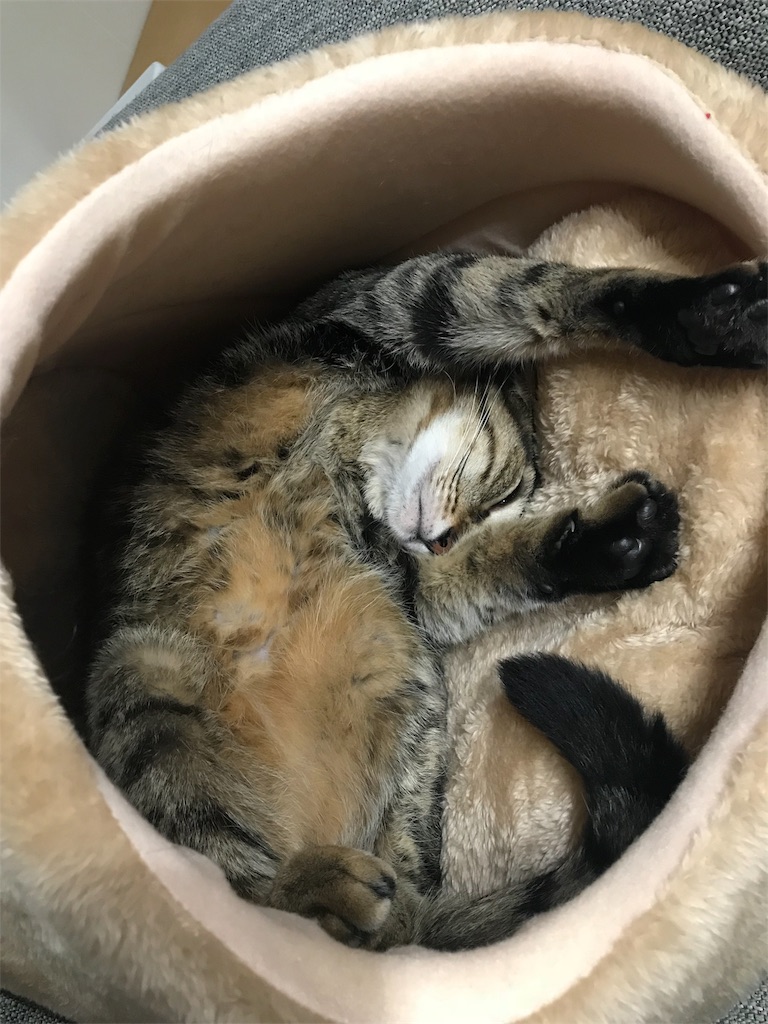 f:id:maskcat:20181228144340j:image