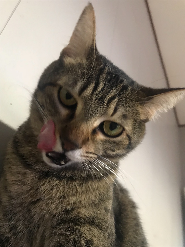 f:id:maskcat:20181228144348j:image