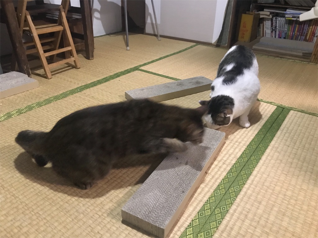 f:id:maskcat:20181228144352j:image