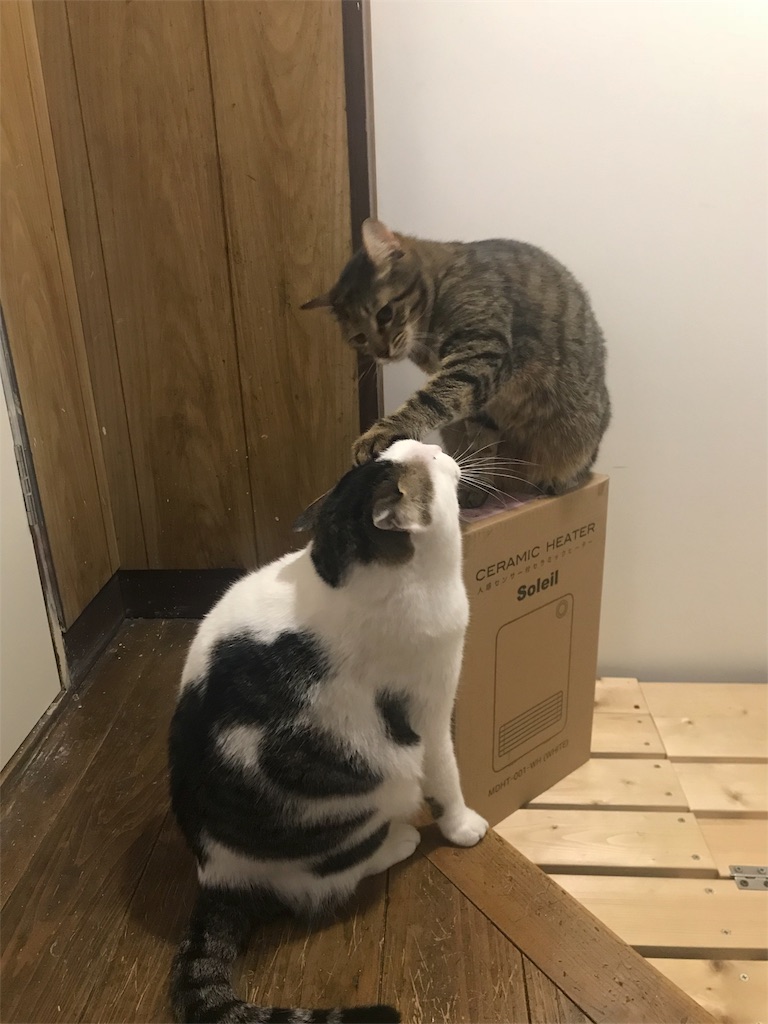 f:id:maskcat:20181228144412j:image