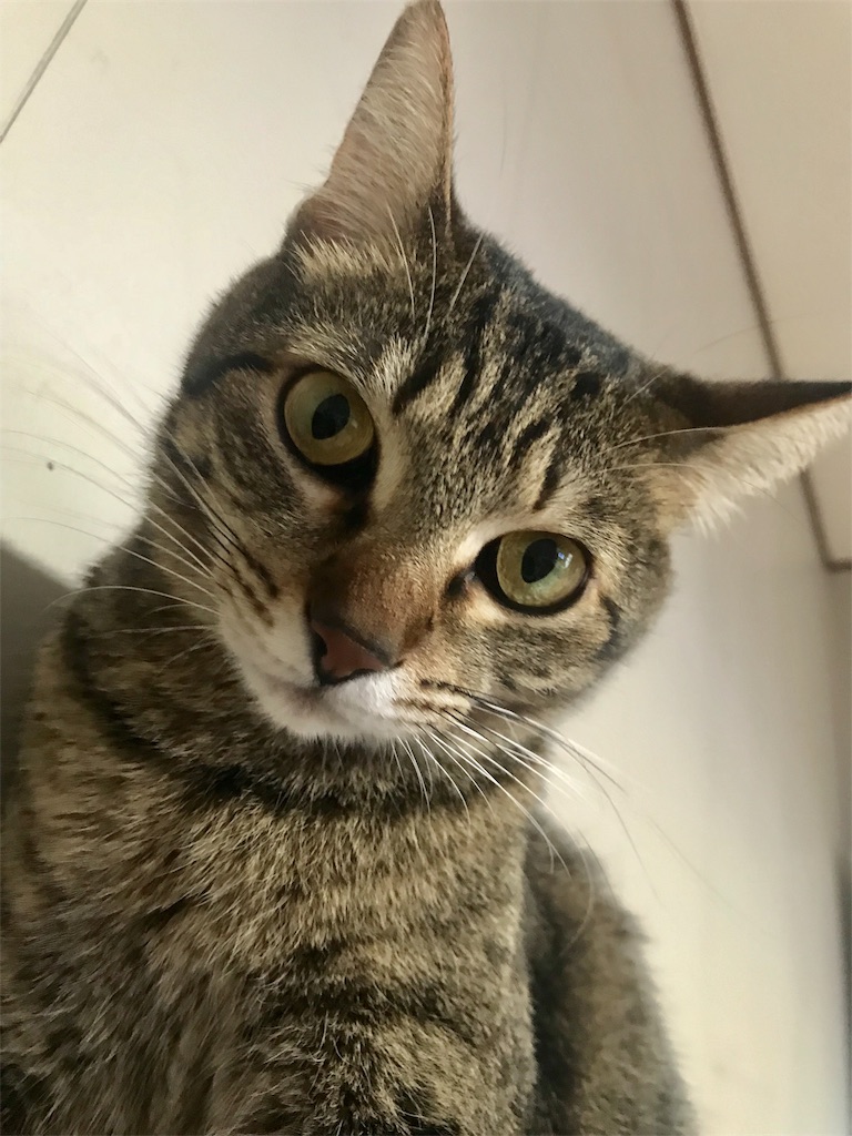 f:id:maskcat:20181228144415j:image