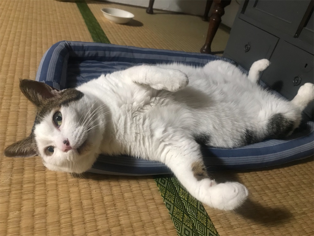 f:id:maskcat:20190915215959j:image