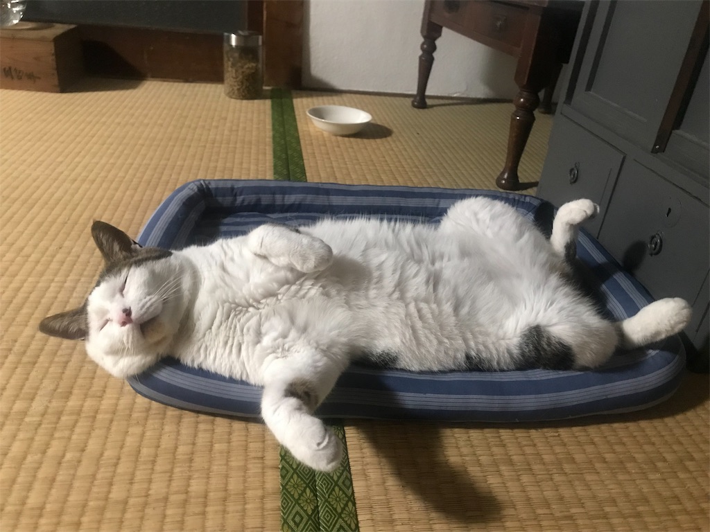 f:id:maskcat:20190915220008j:image
