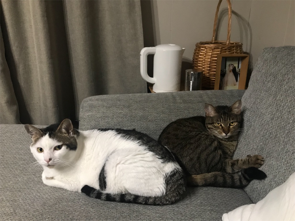 f:id:maskcat:20190915220016j:image