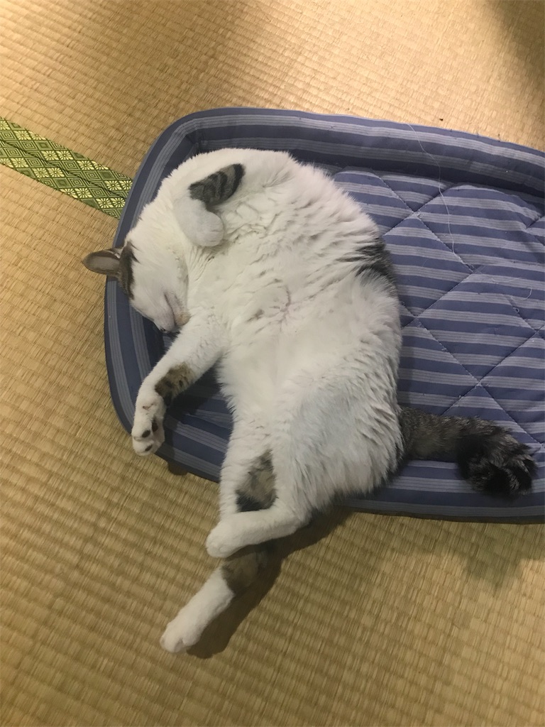 f:id:maskcat:20190915220020j:image