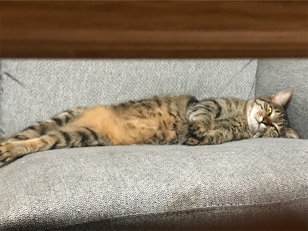 f:id:maskcat:20190915220047j:image