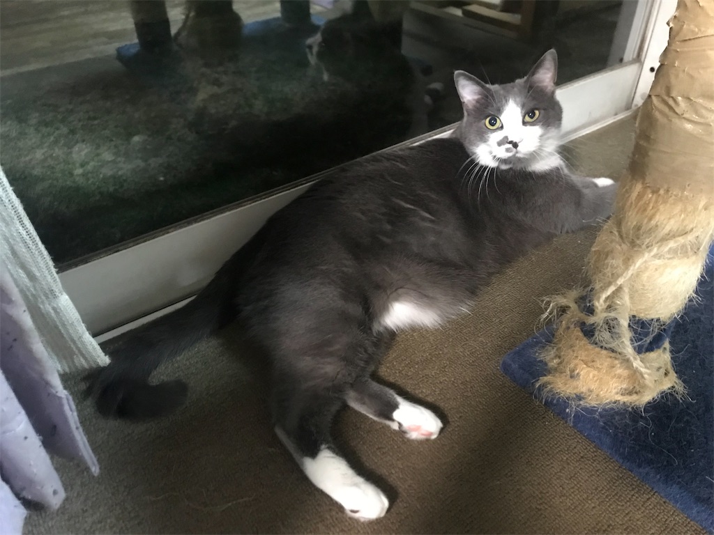 f:id:maskcat:20190916114733j:image