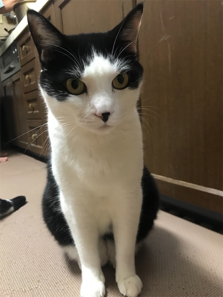 f:id:maskcat:20190916114737j:image