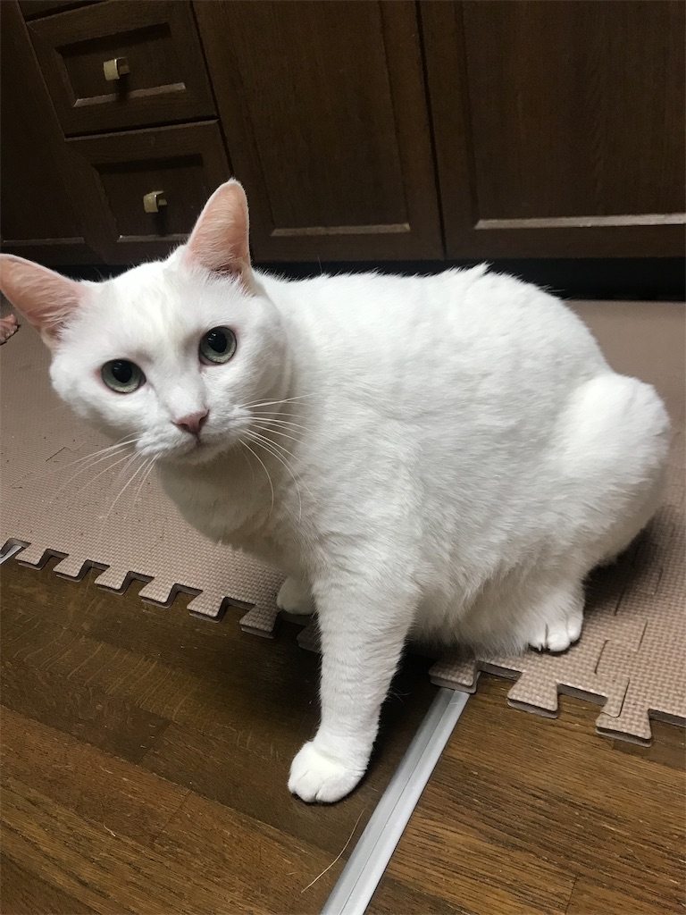 f:id:maskcat:20190916114741j:image