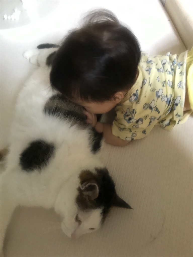 猫と平屋でスッキリと