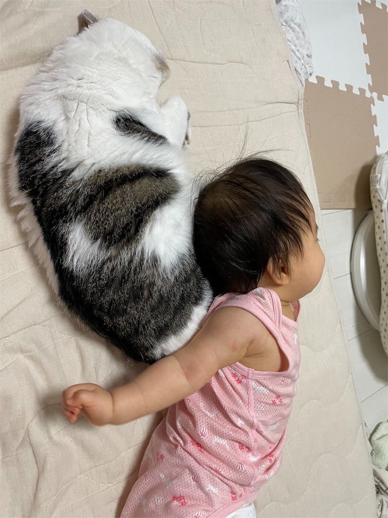 f:id:maskcat:20210903204728j:image