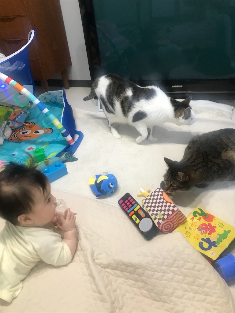 赤ちゃんと猫 猫と平屋でスッキリと