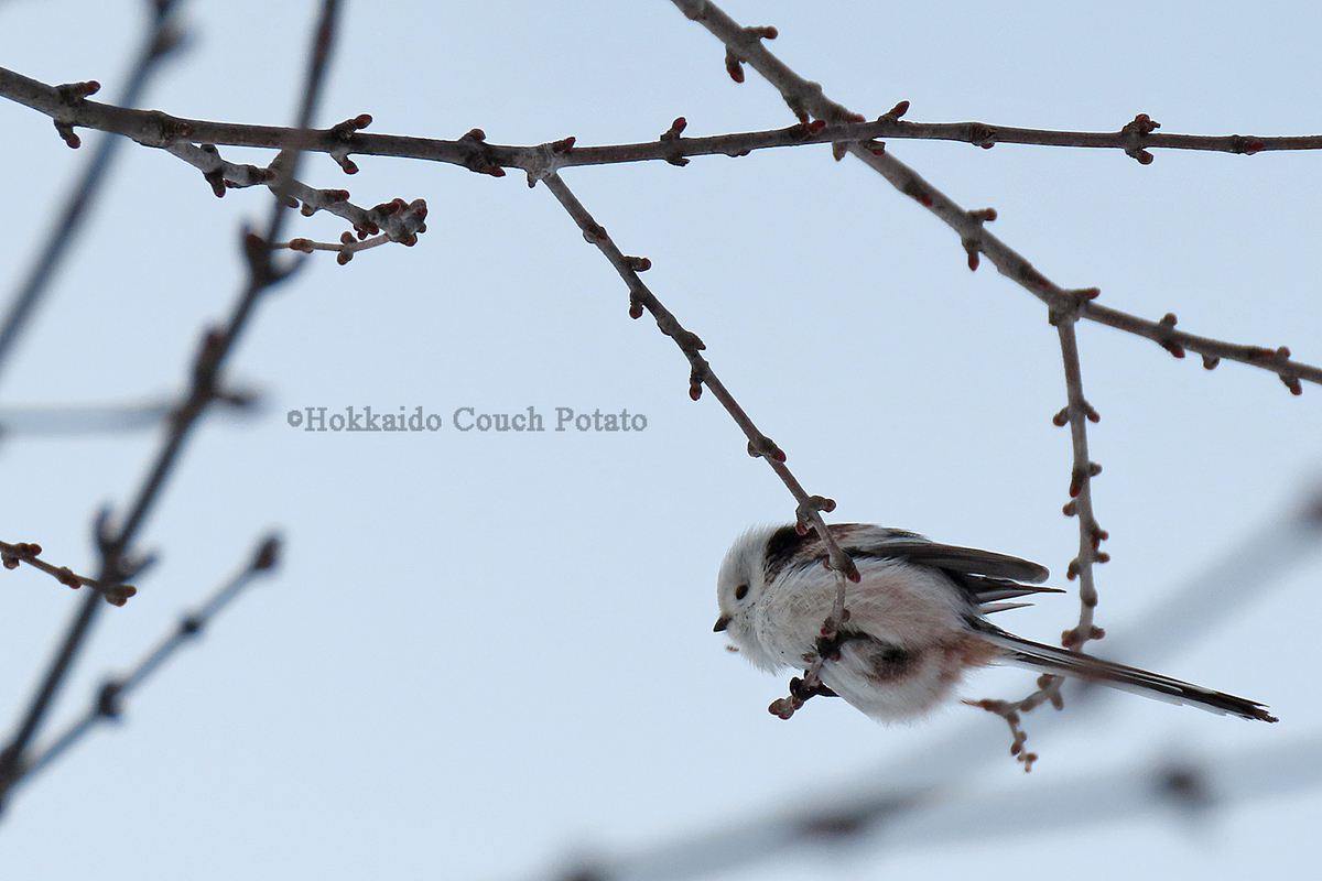 f:id:maskedtranslator:20200207120136j:plain