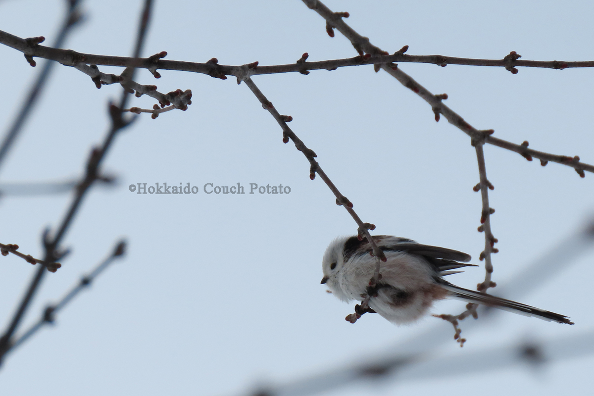 f:id:maskedtranslator:20200207120336j:plain