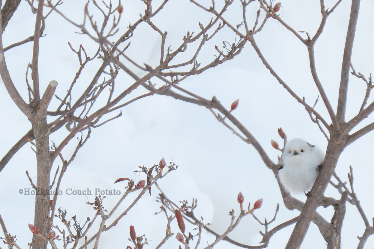 f:id:maskedtranslator:20200207121416j:plain