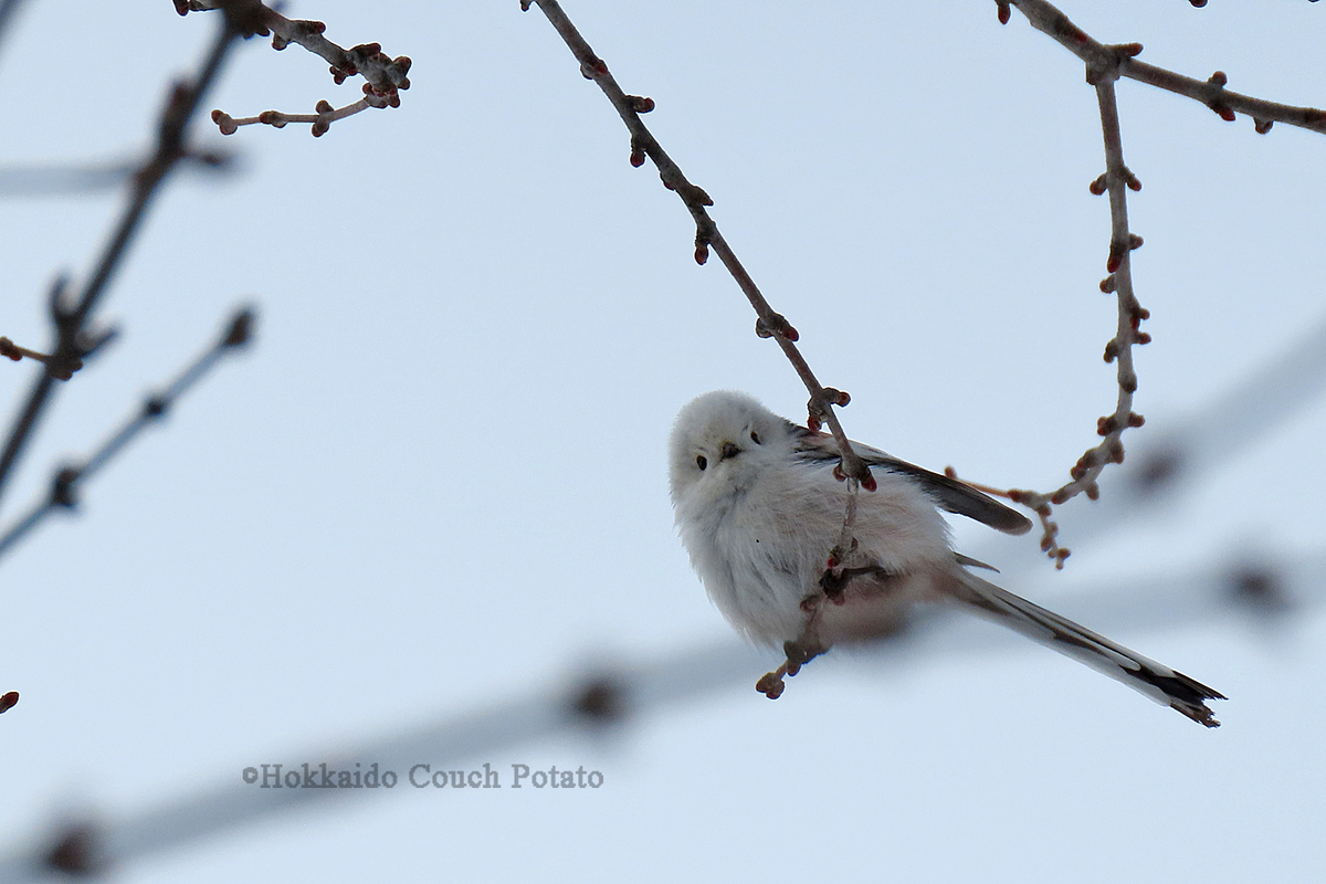 f:id:maskedtranslator:20200207121534j:plain