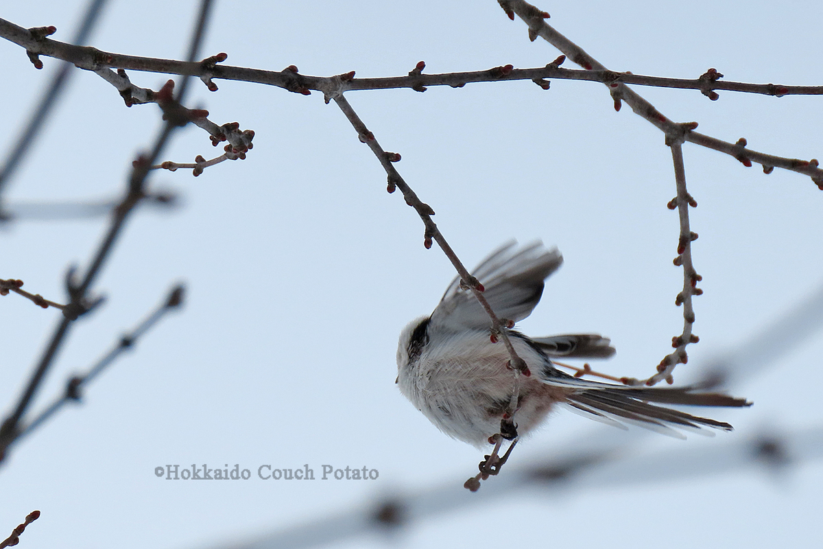 f:id:maskedtranslator:20200207121737j:plain