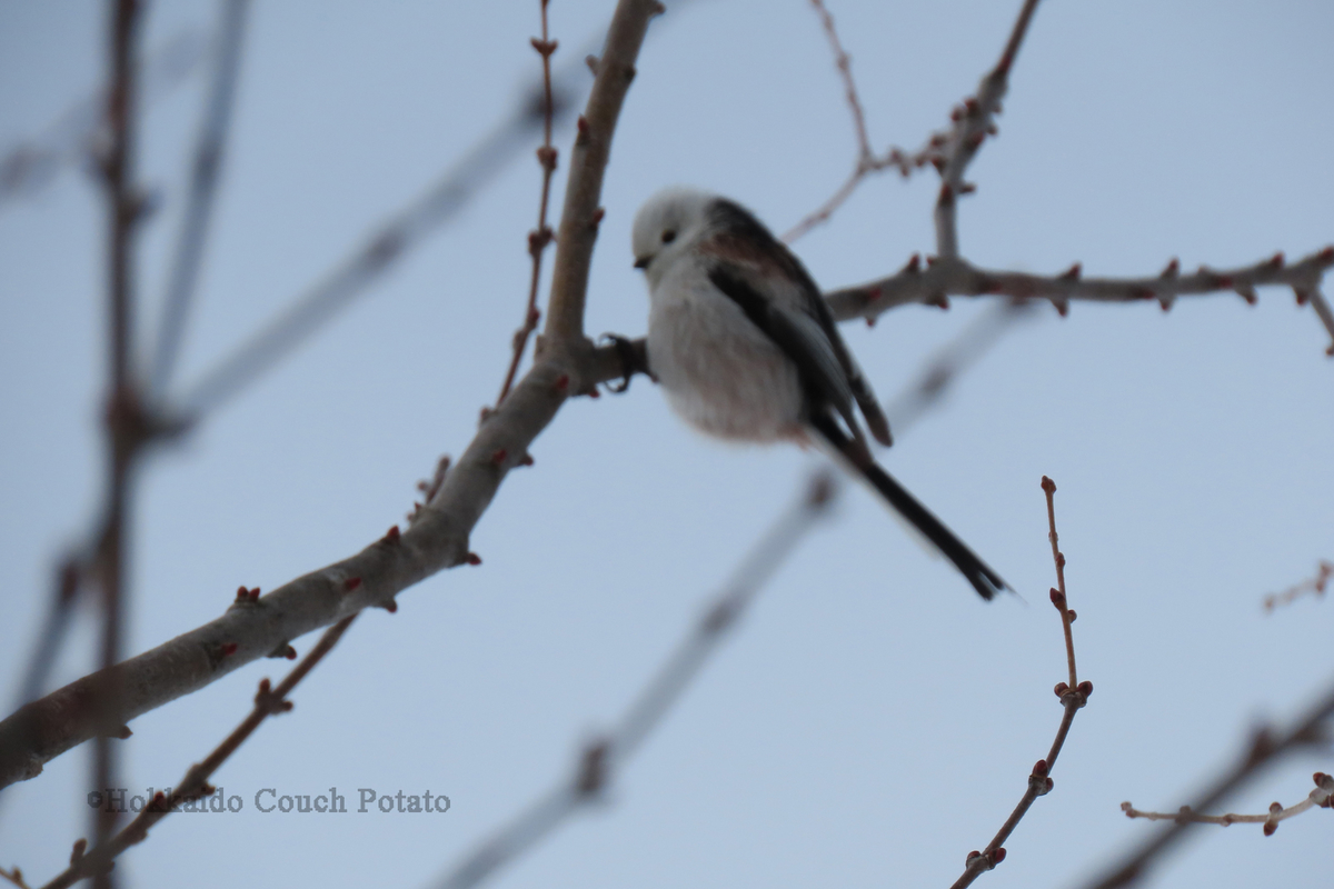 f:id:maskedtranslator:20200207122502j:plain