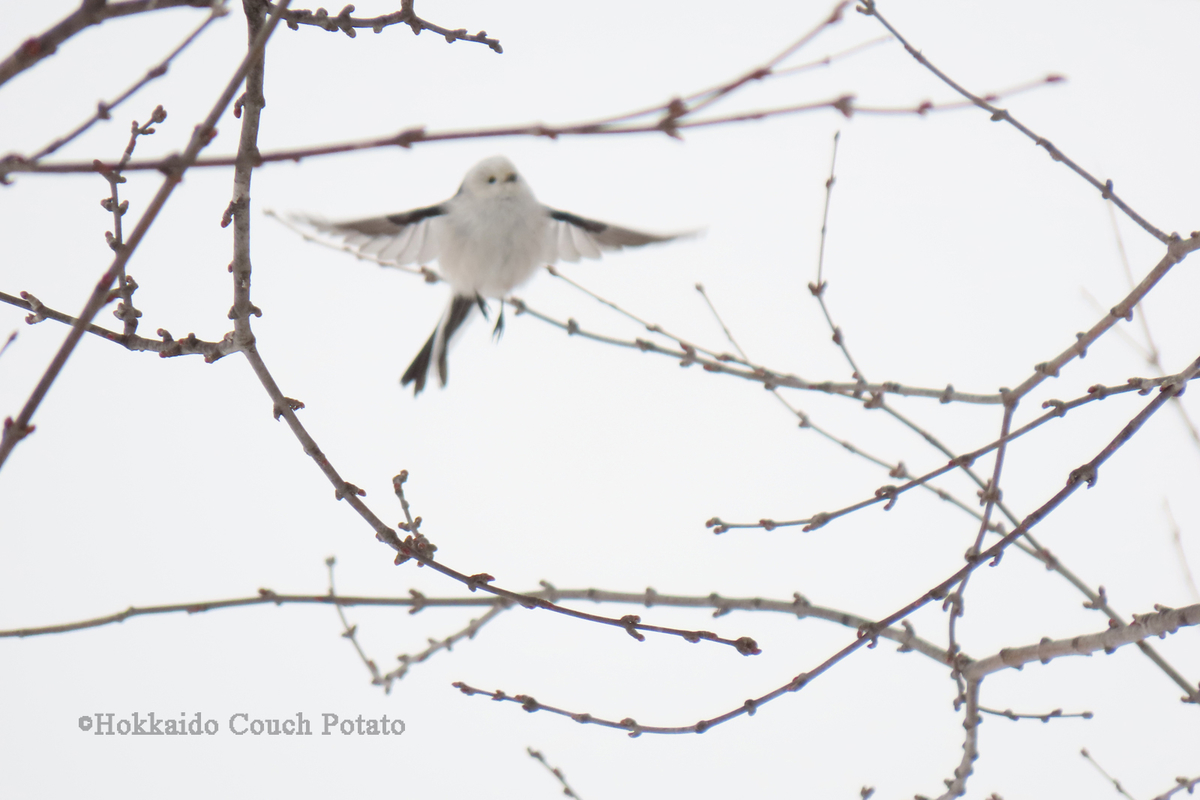 f:id:maskedtranslator:20200207122747j:plain