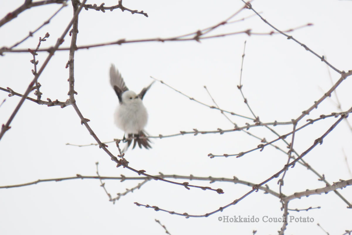 f:id:maskedtranslator:20200207122825j:plain