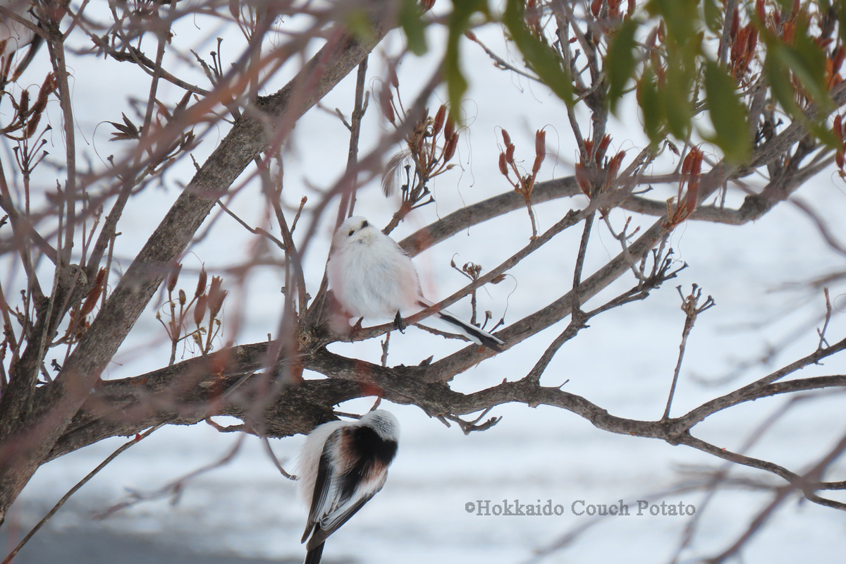 f:id:maskedtranslator:20200207123711j:plain