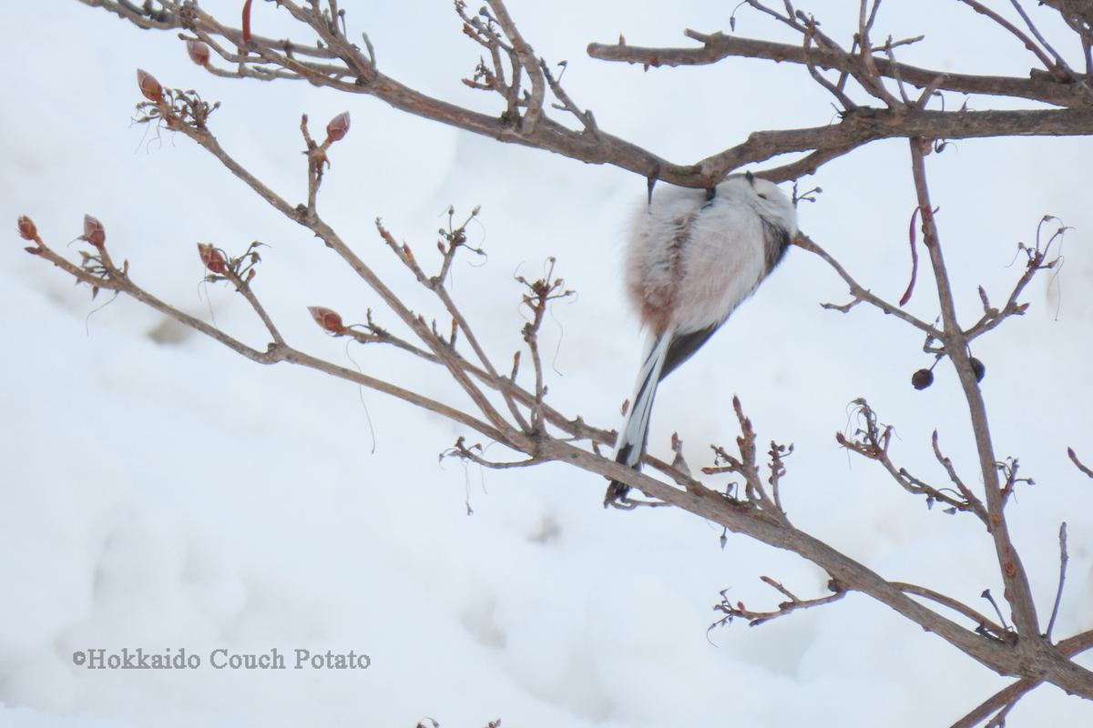 f:id:maskedtranslator:20200207123955j:plain