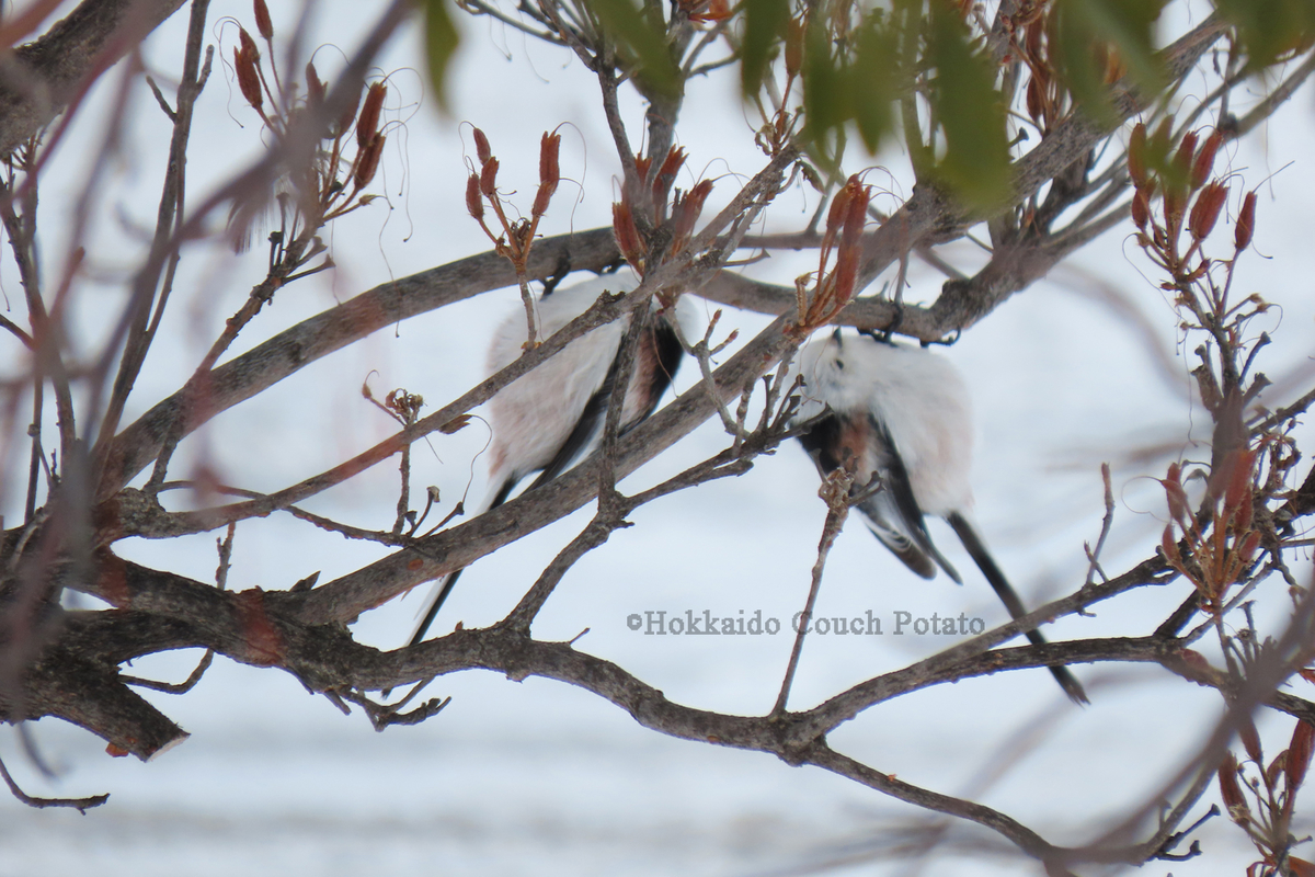 f:id:maskedtranslator:20200207124047j:plain