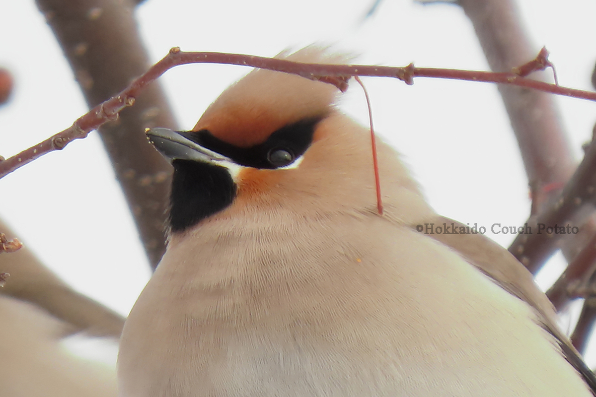 f:id:maskedtranslator:20200210135829j:plain