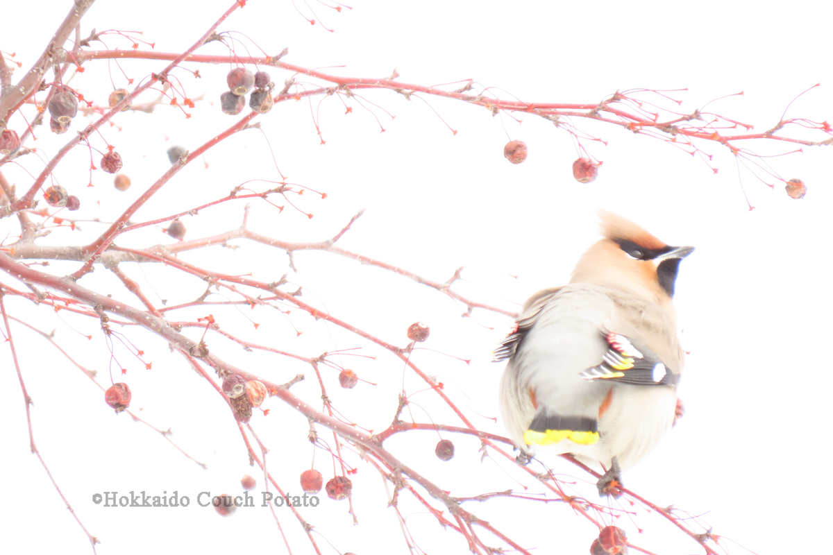 f:id:maskedtranslator:20200210140028j:plain