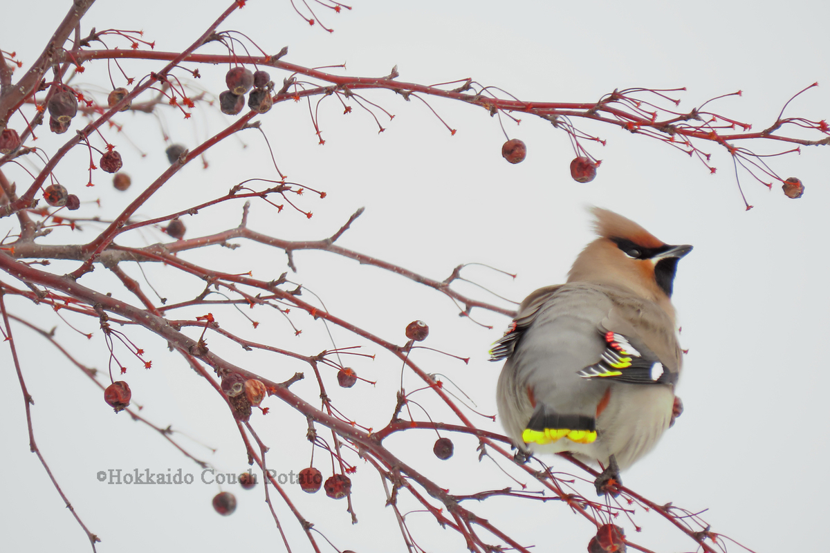 f:id:maskedtranslator:20200210140420j:plain