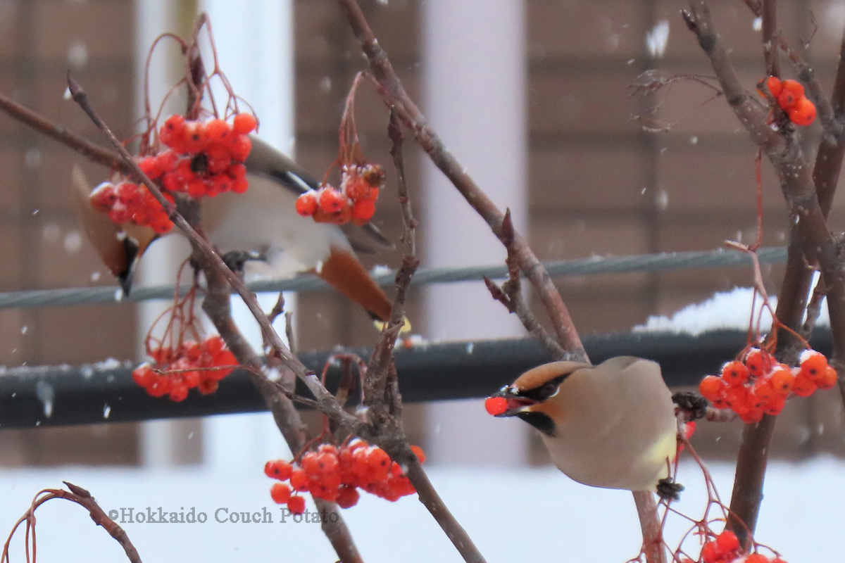 f:id:maskedtranslator:20200210141012j:plain