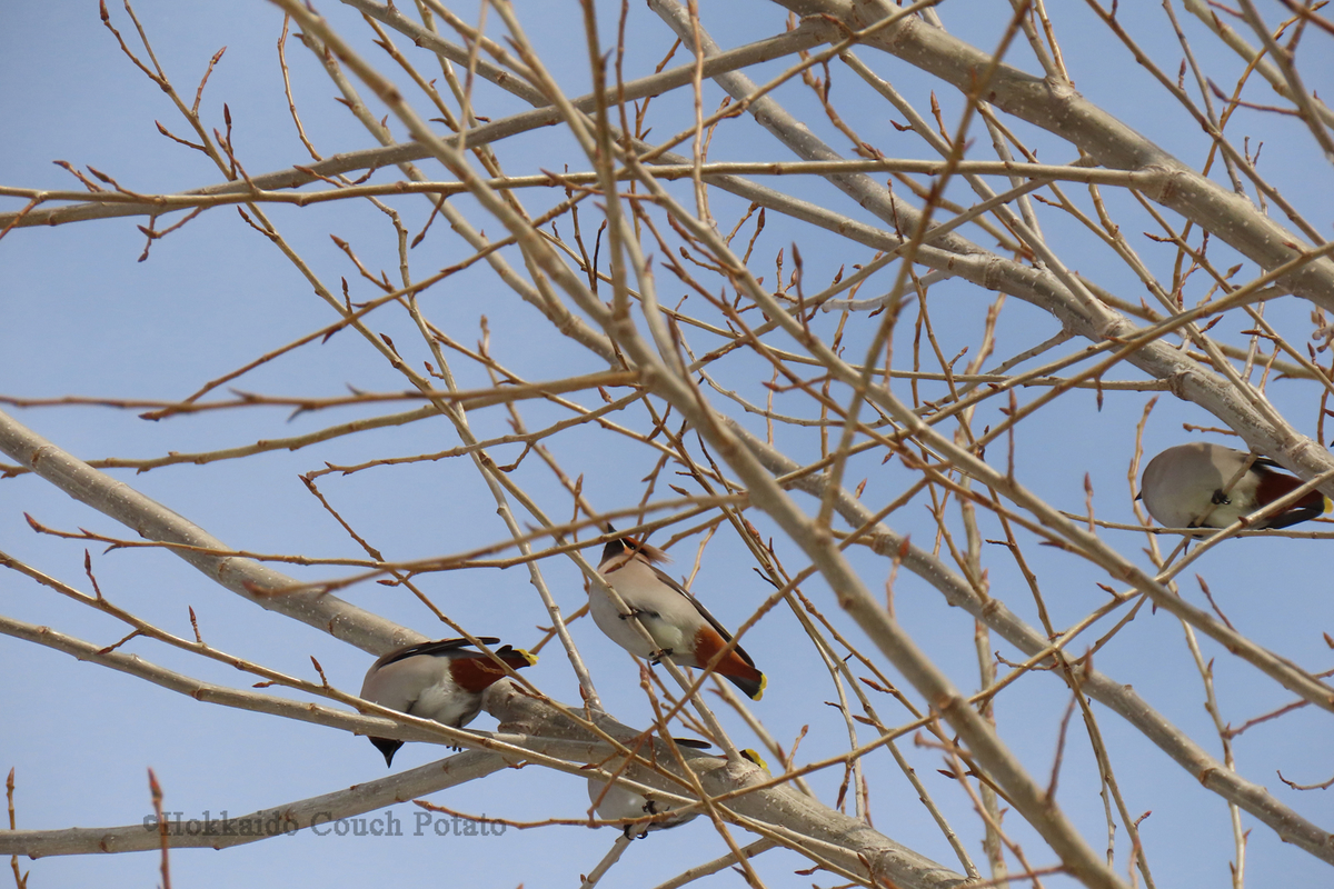 f:id:maskedtranslator:20200210141619j:plain