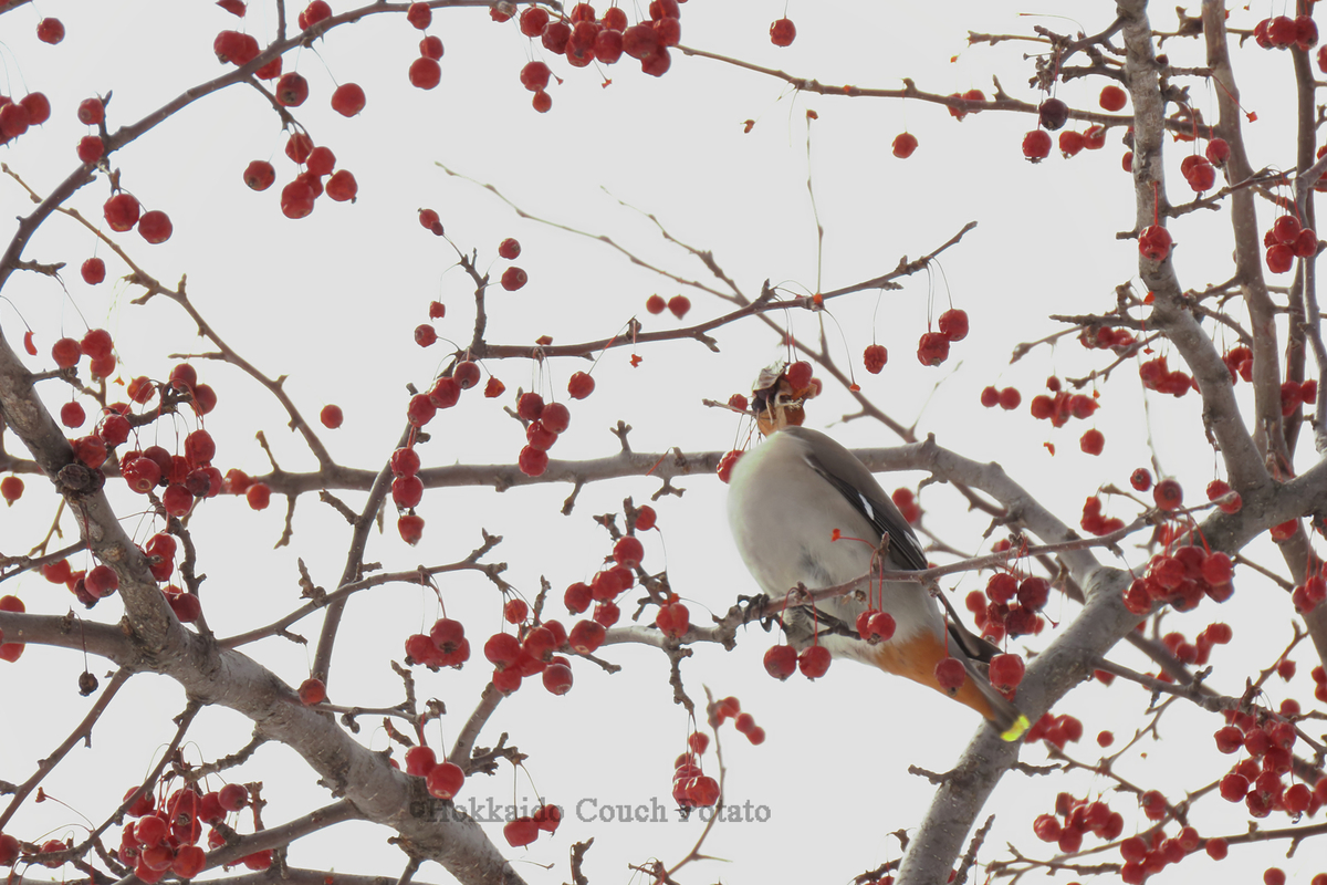 f:id:maskedtranslator:20200210141859j:plain